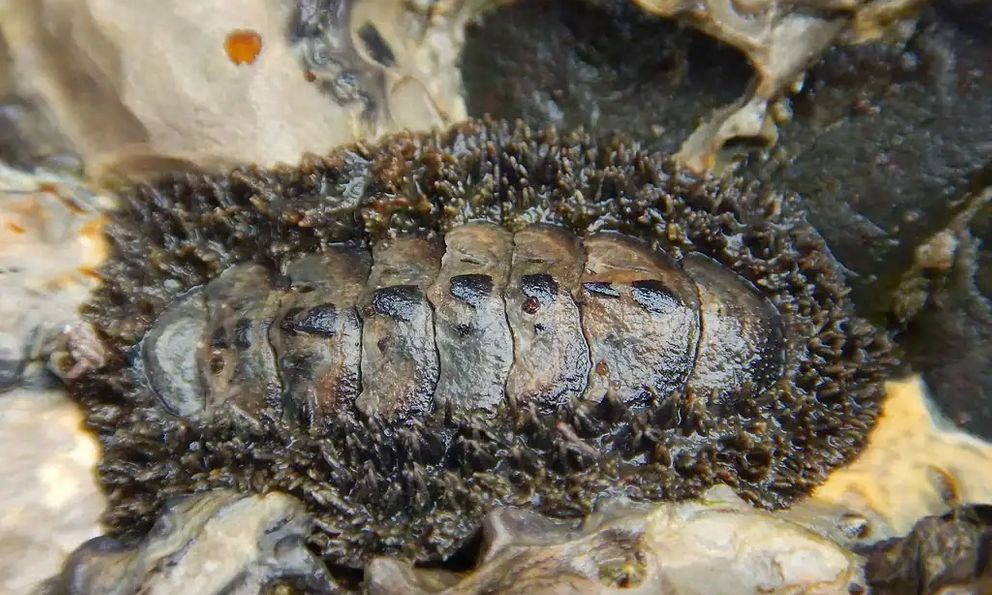 Phát hiện loài hóa thạch sống mang bộ giáp cổ đại 300 triệu năm tại các vùng triều ven biển Hàn Quốc