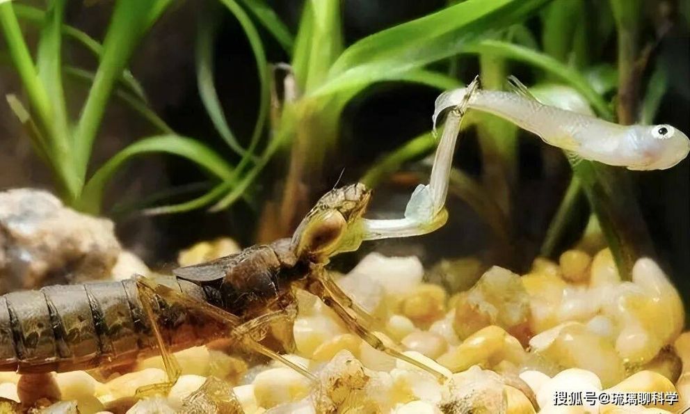 Ấu trùng chuồn chuồn ăn 3.000 con muỗi mỗi năm nhưng lại trở thành món ăn khoái khẩu của con người