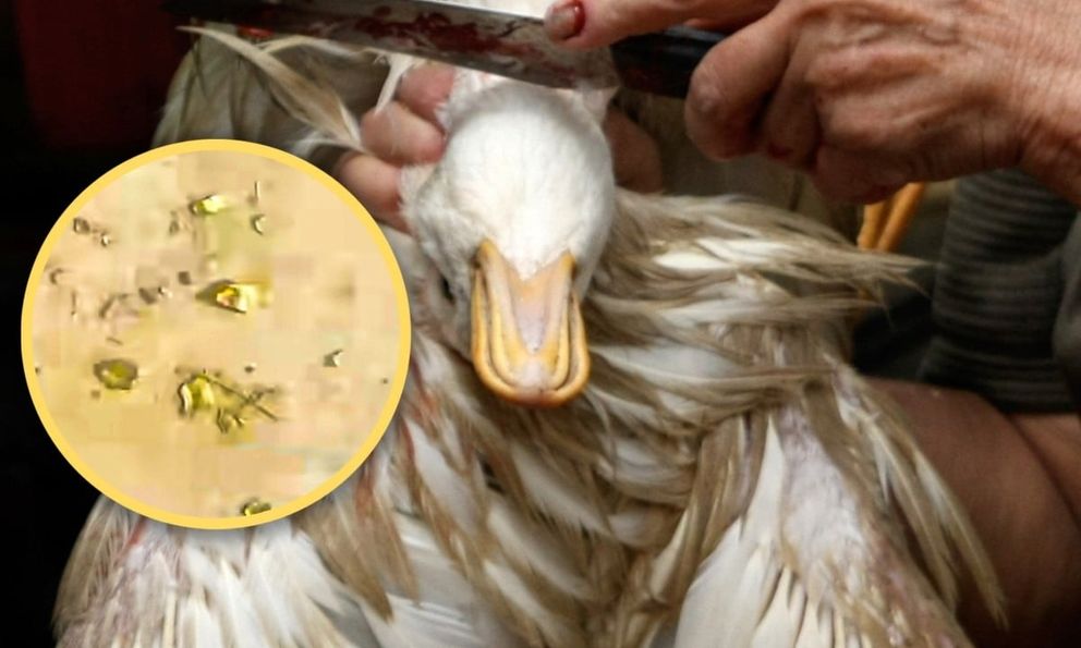 Mổ vịt phát hiện vàng thật trong dạ dày: Câu chuyện lạ ở Trung Quốc gây bão mạng xã hội