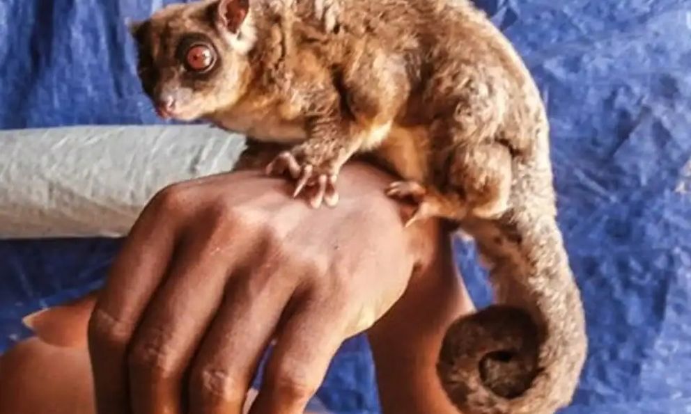 Phát hiện chấn động về hai loài thú có túi tại New Guinea vốn được cho là đã tuyệt chủng 6000 năm