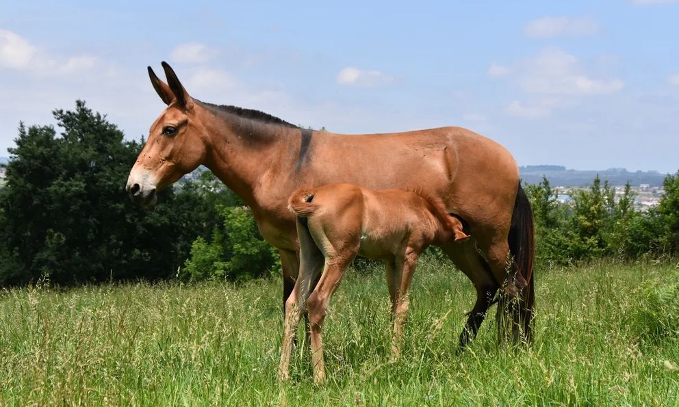 Bí ẩn di truyền khiến loài la gần như vô sinh: Vì sao trong hơn 500 năm chỉ có dưới 100 con la sinh con?