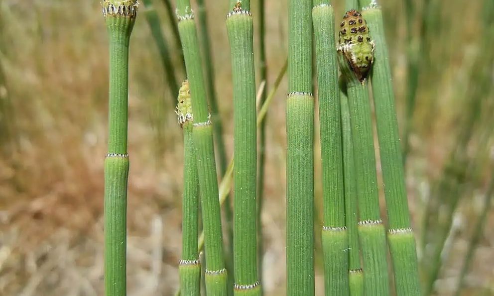 Loài cây cổ đại chưng cất nước kỳ lạ đến mức khiến giới khoa học nhầm tưởng dấu vết đến từ thiên thạch ngoài Trái Đất