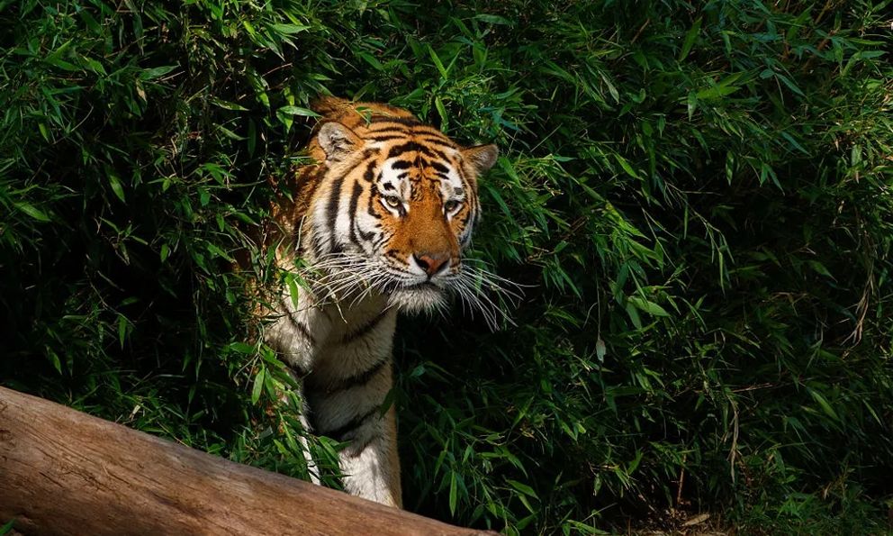 Vì sao động vật có vú hiếm khi sặc sỡ như chim cá và bò sát?