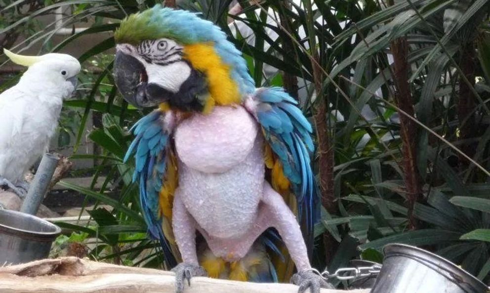 Nghiện tự làm đau: Sự tương đồng đáng sợ giữa người và vẹt khi tự nhổ lông xé da để trốn tránh các áp lực cuộc sống