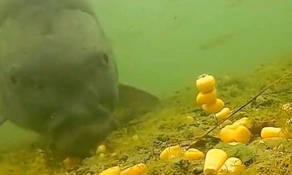 Cá chưa bao giờ lên bờ, làm sao chúng biết hạt ngô có thể ăn được?