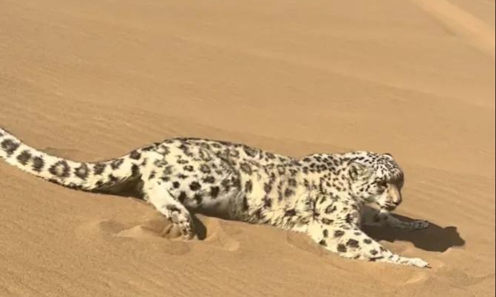 Báo tuyết bất ngờ xuất hiện giữa sa mạc Kumtag khiến du khách sửng sốt và đặt ra nhiều giả thuyết khoa học