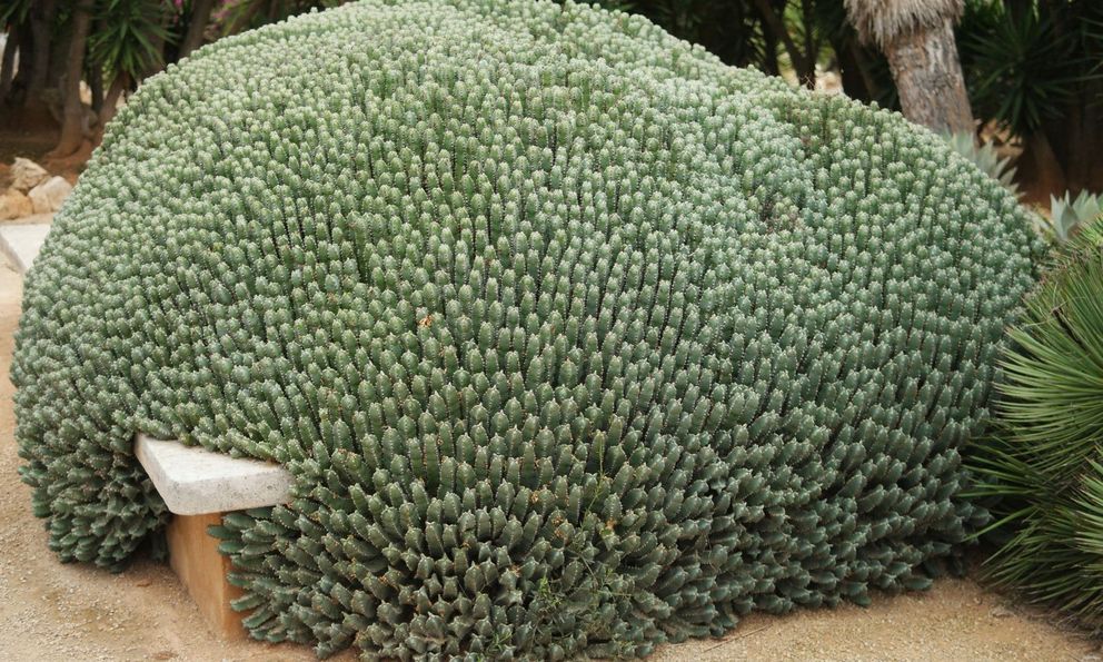 Chất cay mạnh nhất thế giới không đến từ ớt mà từ một loài cây đầy nhựa, với mức độ cay có thể gây sốc vượt xa mọi giới hạn của con người