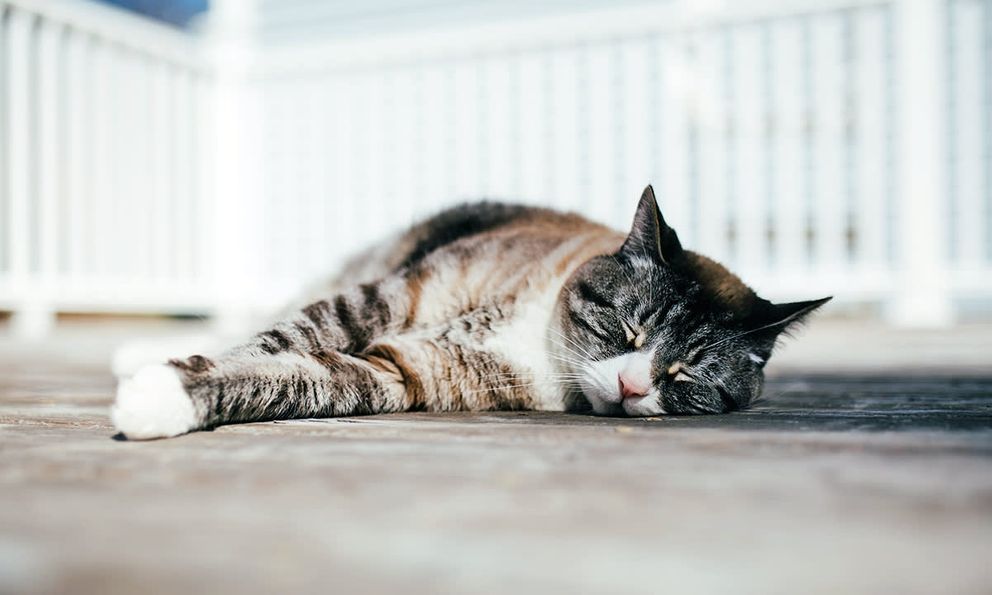 Vì sao mèo nhà bạn thường ngủ nghiêng bên trái: Bí mật khoa học thú vị phía sau thói quen quen thuộc