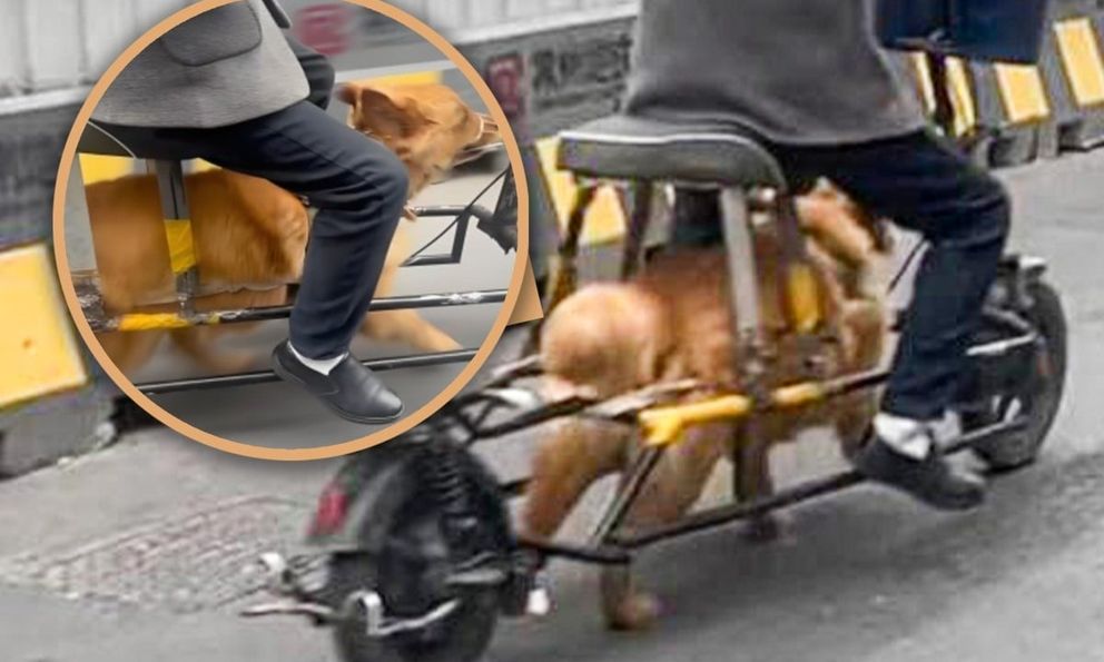 Người đàn ông Trung Quốc biến thú cưng thành “động cơ sống”, cảnh tượng trên đường khiến mạng xã hội phẫn nộ
