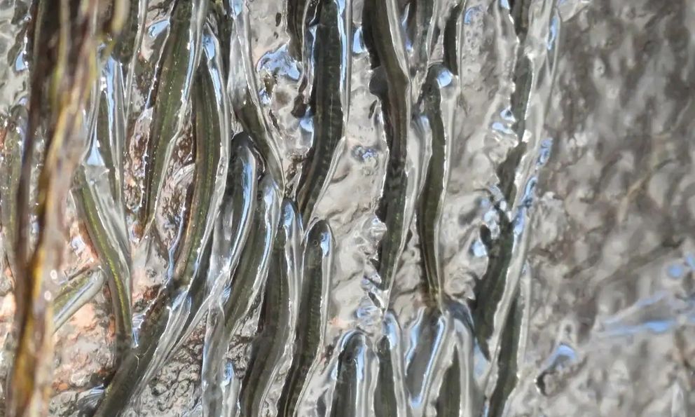 Bí ẩn phi thường về loài cá bé nhỏ có thể chinh phục vách thác thẳng đứng tại lưu vực sông Congo