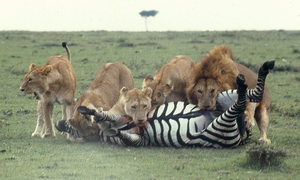 Nghiên cứu ngựa vằn hơn 100 năm, các nhà sinh vật học bối rối vì hóa ra bộ vằn này vốn không phải để ngụy trang