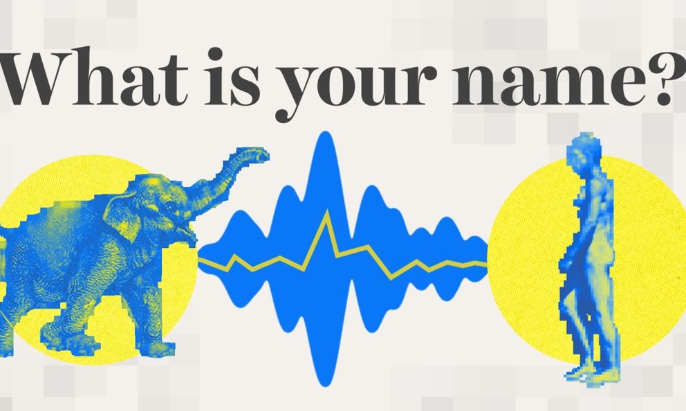 Trí tuệ nhân tạo có thể giúp chúng ta nói chuyện với động vật không?