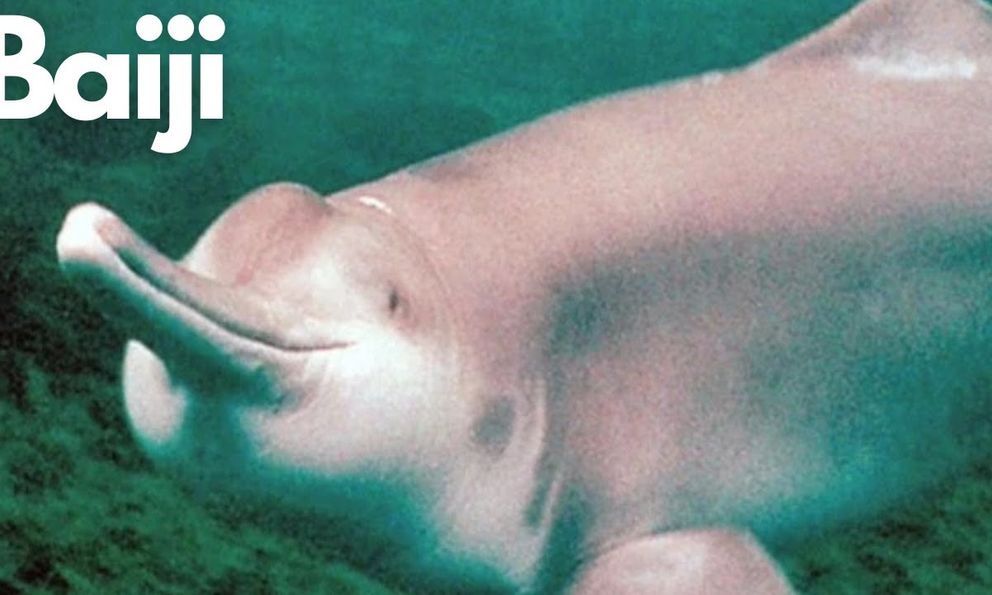 22 năm giam cầm và chết trong bể kính: Bí mật đen tối dưới làn nước đục ngầu của dòng Dương Tử