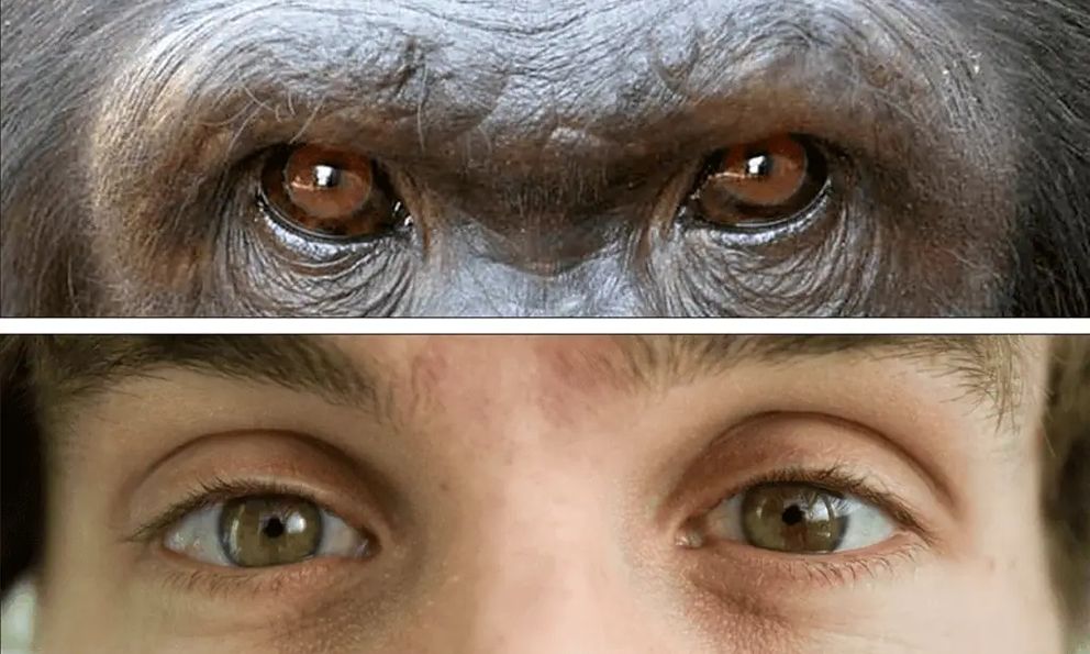 Tại sao con người có lòng trắng mắt rõ ràng trong khi phần lớn loài vượn lại có mắt tối màu?