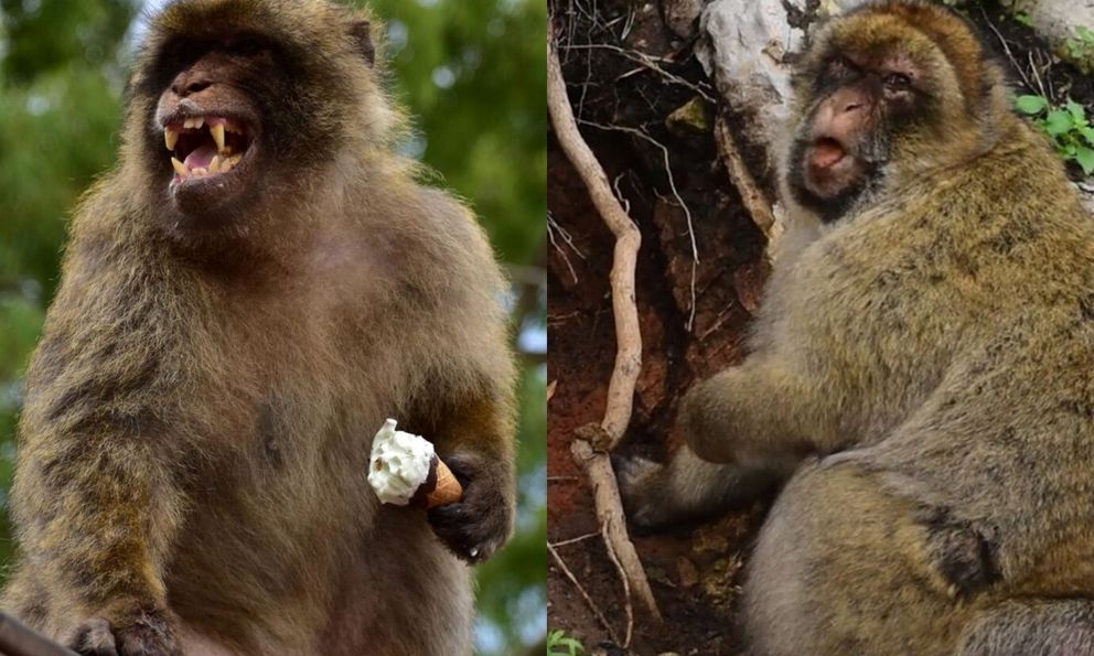 Những con khỉ tại vùng núi Gibraltar ăn đất để chữa đau bụng vì đồ ăn vặt du khách