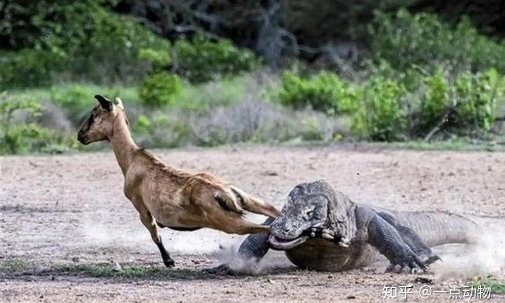 Nọc độc của rồng Komodo rốt cuộc đáng sợ đến mức nào?