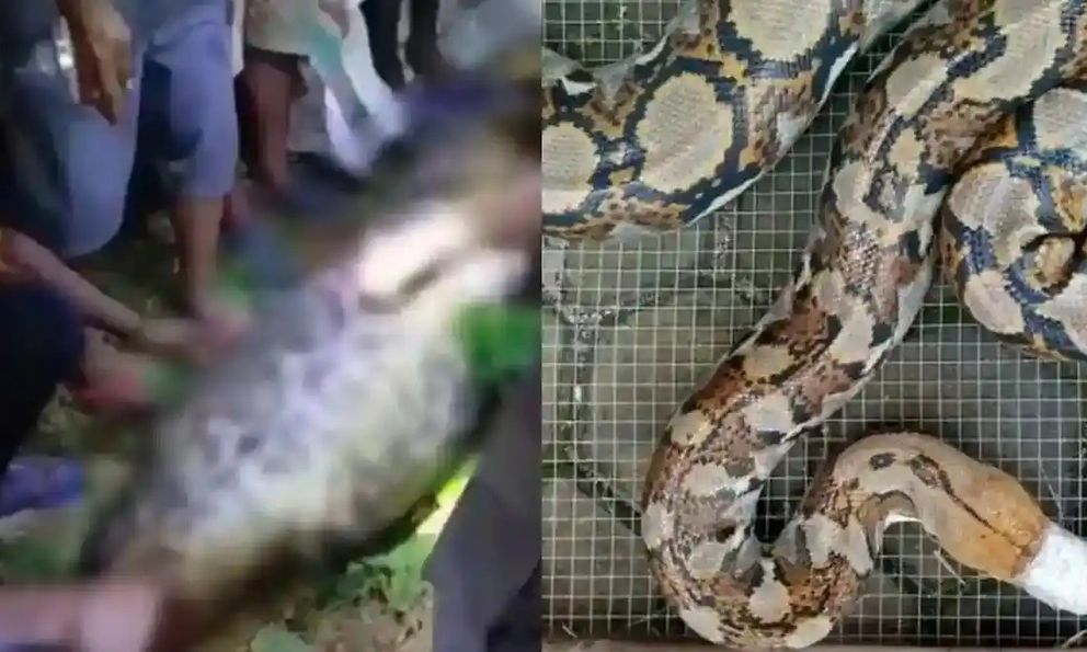 Bi kịch kinh hoàng tại Indonesia: Người đàn ông bị con trăn gấm nuốt chửng trên đường về nhà