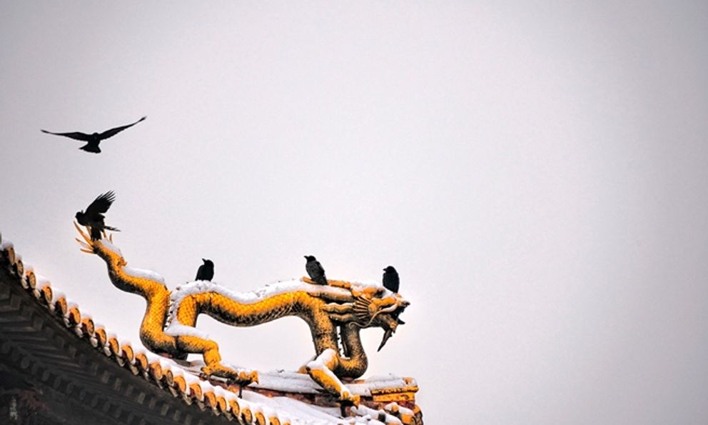 Vì sao khu vực quanh Cố Cung Bắc Kinh, Trung Quốc lại có nhiều quạ đến vậy?