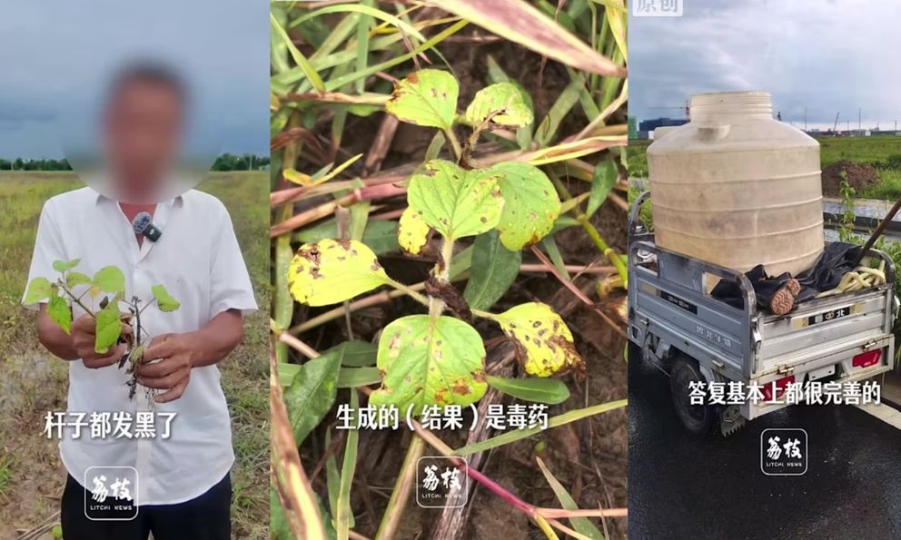 Tin AI tư vấn phun thuốc, nông dân Trung Quốc mất trắng 10 ha ruộng mè