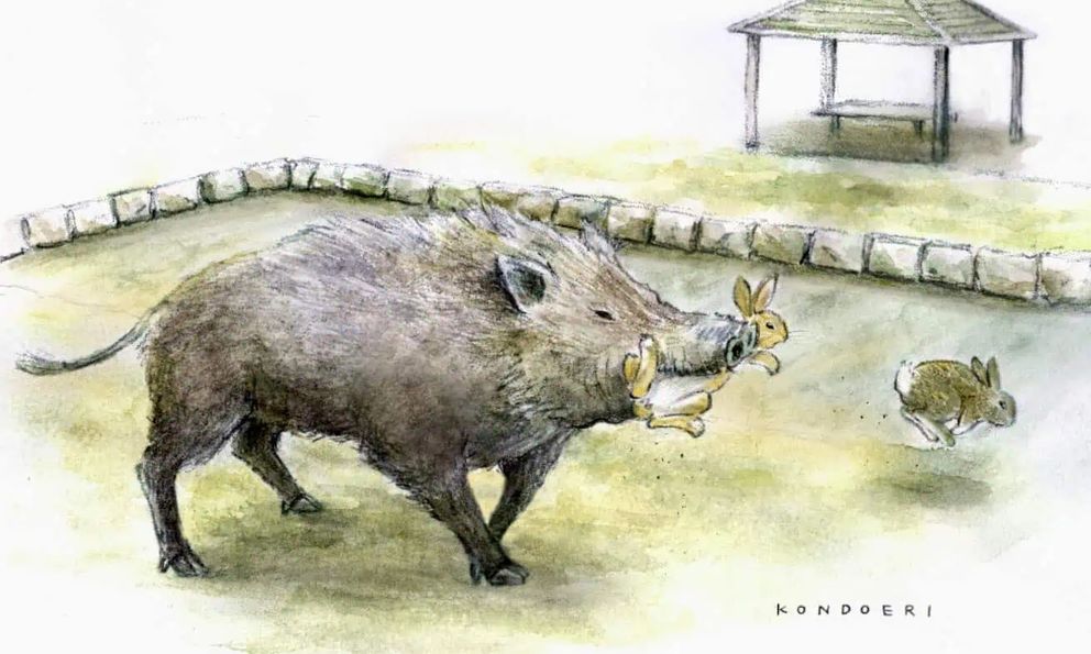 Lợn rừng bắt đầu săn thỏ trên hòn đảo nổi tiếng với biệt danh 