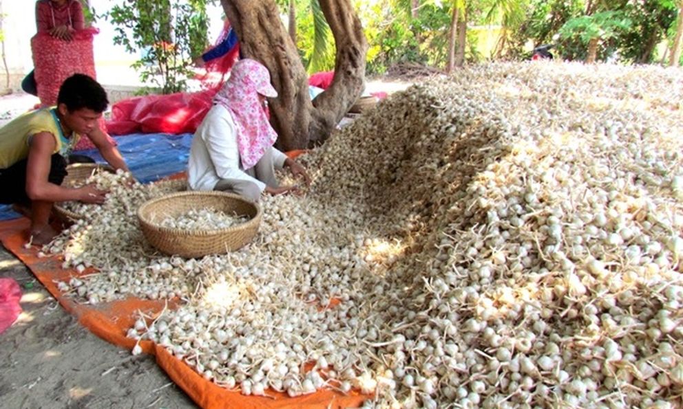 Loại củ người Việt để ở xó bếp được Trung Quốc mua nhiều, danh y Hoa Đà coi là 'kho báu'