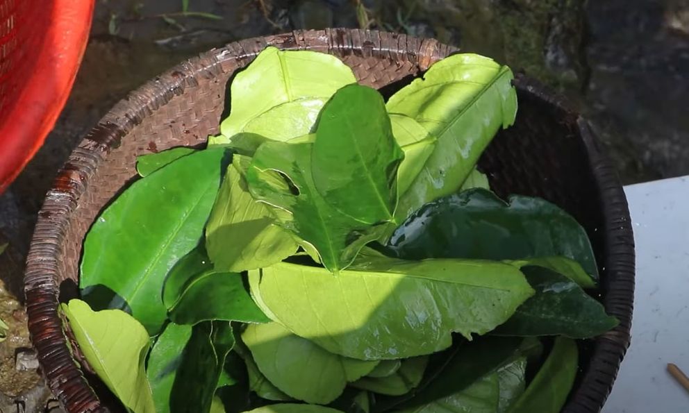 Loại lá rụng đầy gốc không ai ngó nhưng thực ra là thuốc quý, ‘bùa may’ cho năm mới