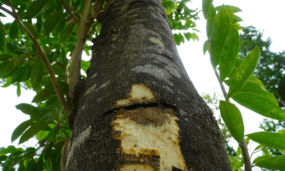 Việt Nam sở hữu loại cây chảy ra “vàng lỏng”, đắt đỏ bậc nhất thế giới: Hóa ra có nhiều công dụng tốt