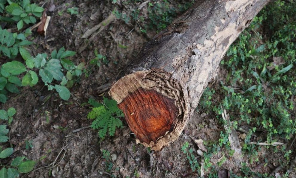 Loại ‘gỗ máu’ của Việt Nam quý hiếm bậc nhất, người Trung Quốc ‘săn lùng’ tới mức cạn kiệt vì điều này