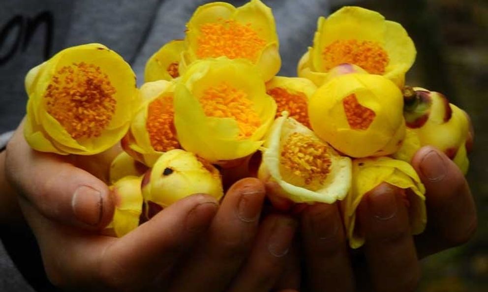 Việt Nam có 1 loại hoa được ví đắt đỏ như ‘vàng ròng’, là dược liệu hiếm nhiều người săn lùng