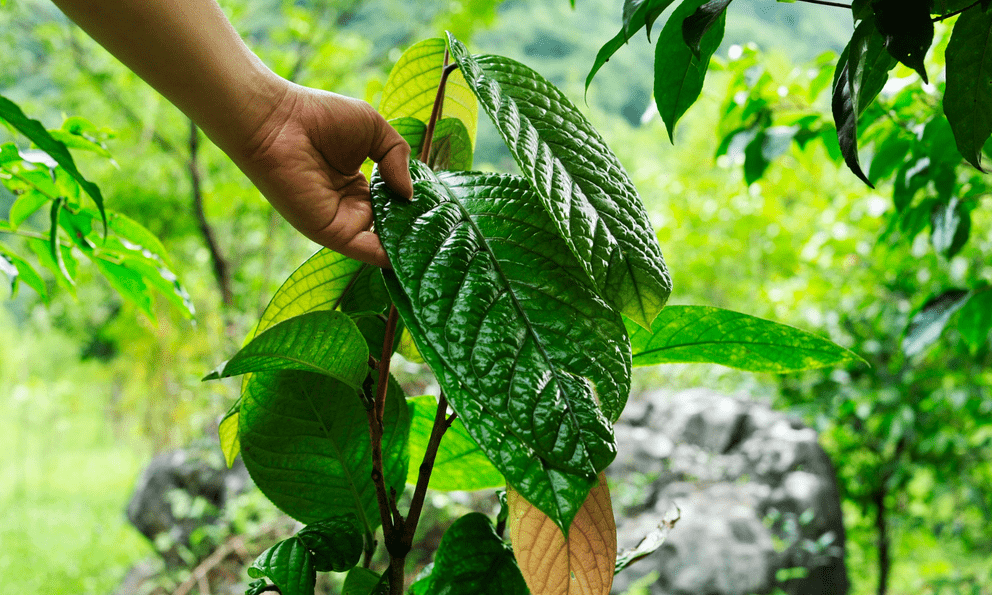Việt Nam có loại cây trà quý hiếm: 