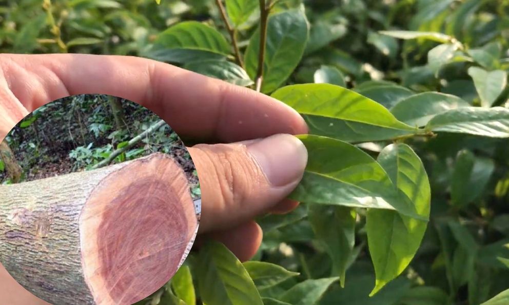 Loại cây “ATM xanh” vùng cao đáng trồng bậc nhất 2025: Nhiều người phải chặt bỏ vì lý do khó tin