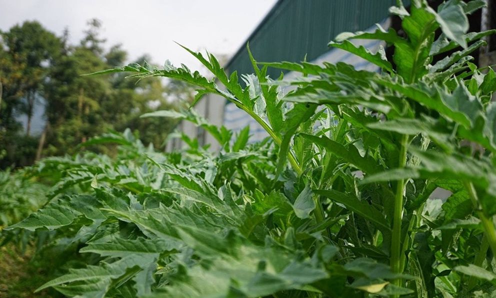 Loại cây Địa Trung Hải được trồng ở Việt Nam, lá quý như 