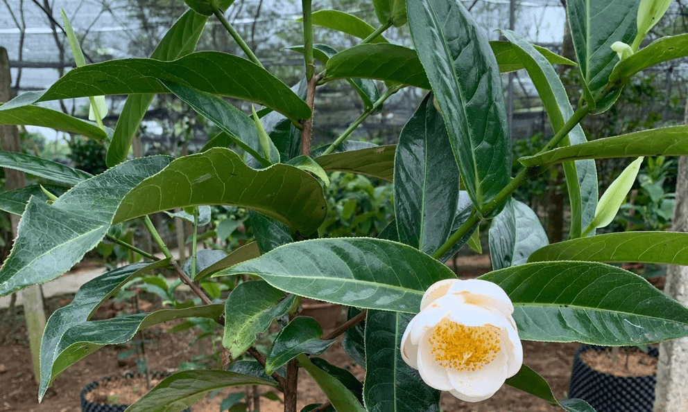 Loài cây từng ‘gây bão’, đắt hơn vàng ròng: Trồng chơi cho đẹp, lại giúp 