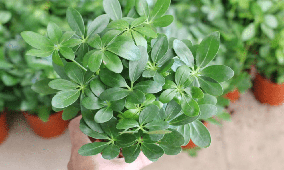 Loại cây mọc hoang ở Việt Nam được săn đón: Vừa đẹp, vừa “nuốt” bụi mịn, lọc sạch không khí trong nhà