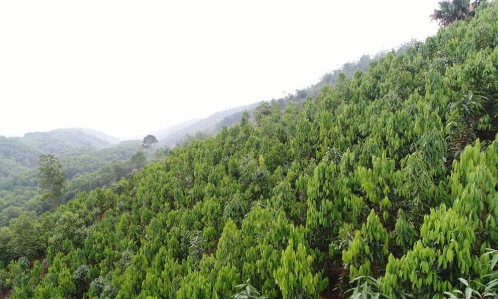 Loại cây ví như 'vàng xanh', Việt Nam đang thống lĩnh thị trường thế giới: Vừa giữ rừng, vừa thu triệu đô