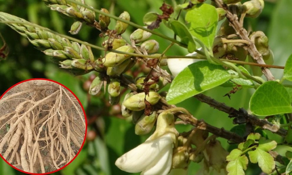 Loài cây mọc dại, cực dễ sống, giờ thành “vàng trong đất”: Vừa giữ rừng, vừa kiếm hàng trăm triệu