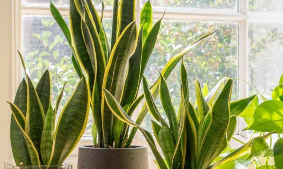 Loài cây từng mọc hoang, giờ là ‘bảo bối’: Vừa đẹp, vừa giải độc không khí, tốt cho phong thủy trong nhà