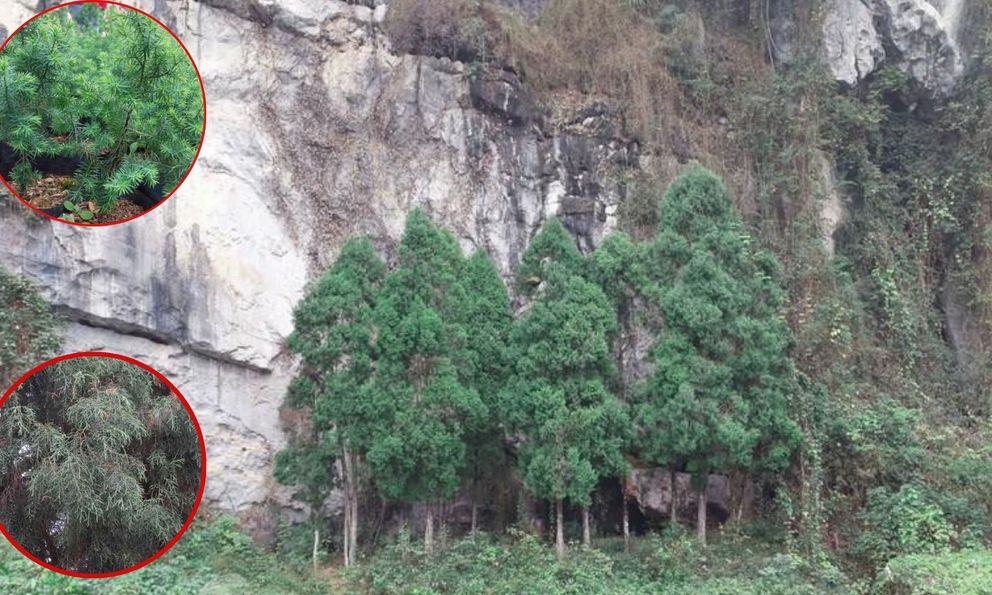 Việt Nam có loài vương mộc đắt hơn ‘vàng ròng’, chủ sở hữu được trả 10 tỷ vẫn không bán