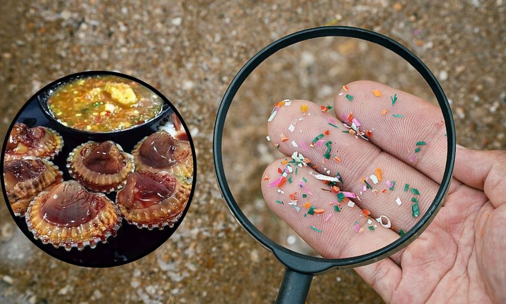 Loại hải sản cực bổ nhưng 1 gram ‘ngậm’ tới 10 hạt vi nhựa: Bác sĩ chỉ rõ 4 lưu ý khi ăn