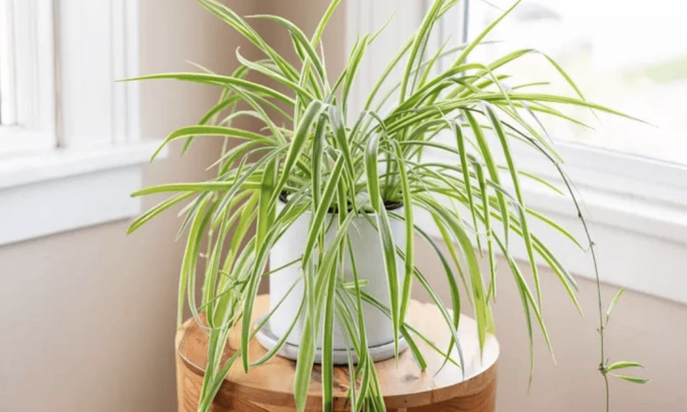 Một loại cây rất đáng trồng trong nhà: NASA bảo chứng khả năng “nuốt” chất độc gây ung thư