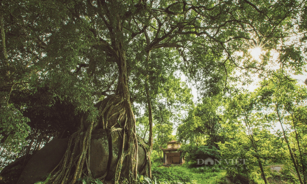 Cây Di sản nghìn năm tuổi có dáng độc nhất vô nhị ở Việt Nam: Kiệt tác bonsai thiên tạo