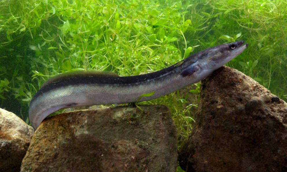 Hai “kho báu sống” dưới đáy biển Việt Nam lần đầu được phát hiện: Giới khoa học lập tức lên tiếng bảo vệ