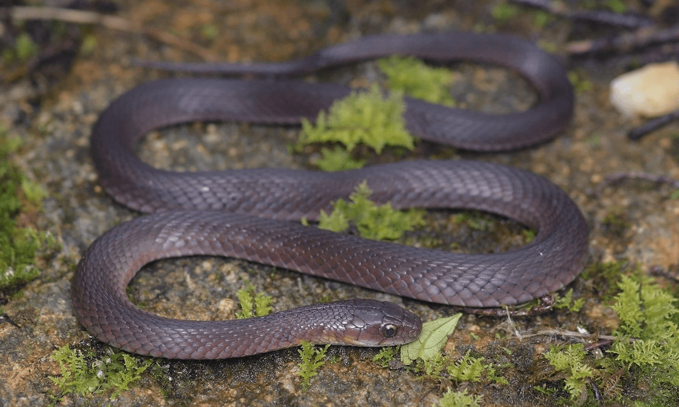 Ở độ cao 2.600 m trên đỉnh Fansipan: Phát hiện “báu vật sống” rất đặc biệt