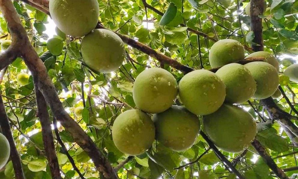 Từng là sản vật tiến vua, ‘báu vật’ xứ Huế nay mang lại tiền tỷ cho người dân