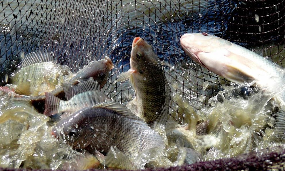 'Kho báu’ của người Việt: Chuyên gia Việt Nam giúp Cuba nuôi thành công, tiết kiệm 2 USD mỗi kg nhập khẩu