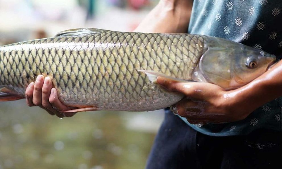 Suy gan cấp, men gan tăng 250 lần chỉ vì ăn 1 bộ phận của cá