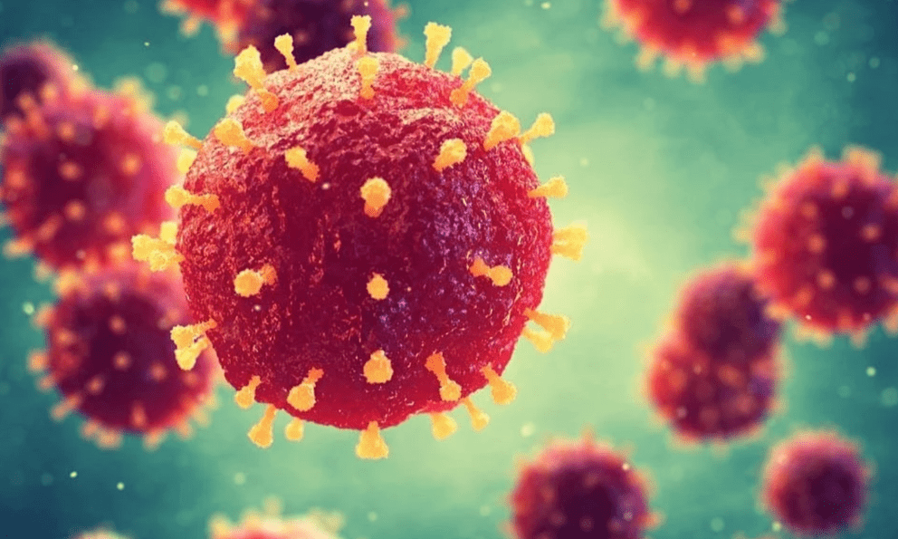 Bộ Y tế phát khuyến cáo về vi rút Nipah