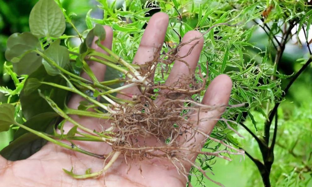 Uống lá đinh lăng, rễ lá lốt, người đàn ông cấp cứu vì không thể đi lại