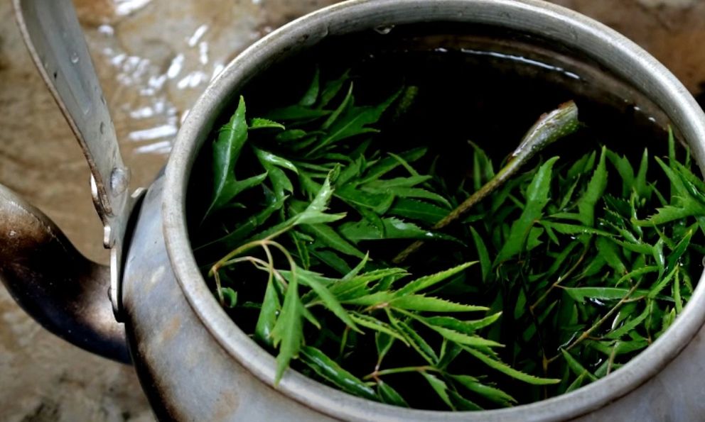 5 lưu ý khi uống lá đinh lăng
