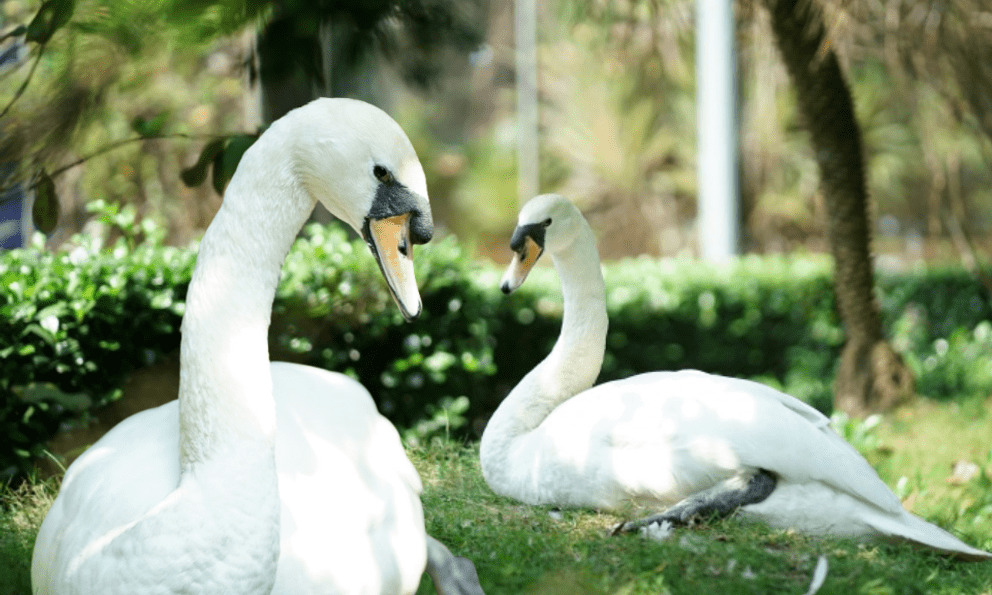 Sau vụ bắt cóc hy hữu, con thiên nga trắng còn lại tại Thảo Cầm Viên trong tình trạng khác lạ khiến nhiều người lo lắng